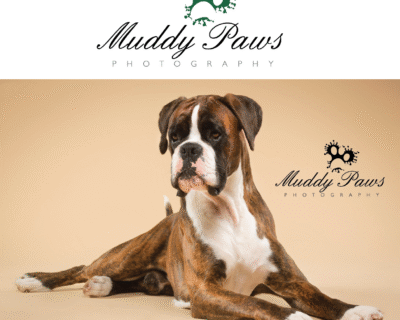 I-will-draw-a-dogs-lover-logo-design-for-you-2